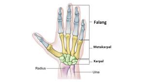 Nah sobat semua, dengan adanya tulang jari kaki ini tentunya kita harus bersyukur ya, oleh karena itu sudah selayaknya kita menjaga dan juga merawatnya. Fungsi Tulang Telapak Tangan Pengertian Letak Fungsi Struktur Penyusun Dan Gangguan Tulang Telapak Tangan Pelajaran Sekolah Online