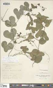 Image result for Cyphia mazoensis