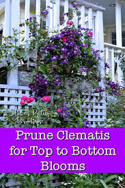 Check spelling or type a new query. Prune Clematis For Top To Bottom Blooms Flower Patch Farmhouse