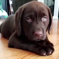Dog Feeling Sleepy Video Lab Puppies Labrador Retriever Dog Labrador Retriever Funny
