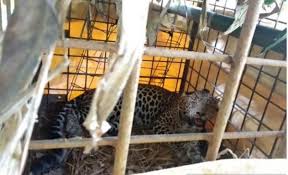 / lokasi pemasangan jebakan di jalur sering dilewati macan ke permukiman warga. Sering Mangsa Ternak Macan Tutul Di Ciamis Ditangkap Warga Bagian 1
