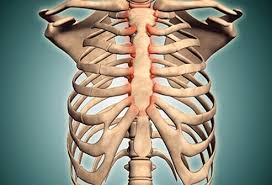 Anatomy of right side of back of rib cage. Costochondritis Treatment Symptoms Causes Recovery Times