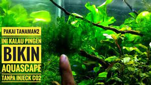 Sebelumnya untuk memilih tanaman air itu tidak boleh sembarangan. 34 Tanaman Aquascape Low Co2 Tanpa Injeck Co2 Bisa Hidup Youtube