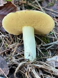 Image result for Suillus weaverae