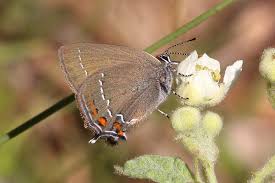 Image result for Satyrium confusum
