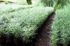 Image result for Pleioblastus fortunei