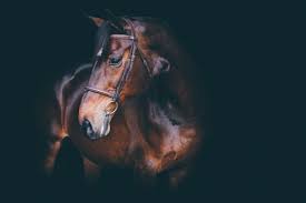 Hd How To Take And Edit Black Background Portraits Equine Photography Tutori Black Background Portrait Black Background Images Black Background Photography