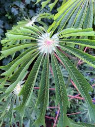 Image result for Manihot grahamii