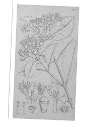 Image result for Trachypogon chevalieri