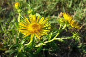 Image result for Inhambanella