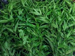 This makes sense, because there's no benefit from having a persistent immune response long after the germs have been eliminated. Sabah Snake Grass Ssg Anti Cancer Philippines Photos Facebook