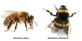 Bumblebees (of the genus bombus) are common native bees and important pollinators in most areas of north america. 15 Buzzworthy Bumblebee Facts