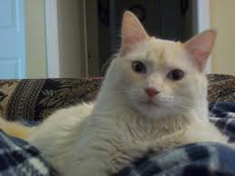 Siamese Orientals Cats Lilac Point Seal Tabby Silver Siamese Seal Point Flame Point Balinese Andtonkinese Cats Cats And Kittens Balinese Cat