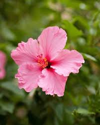 Image result for Hibiscus