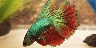 How to treat moderate fin rot. Betta Fish Fin Rot Symptoms Causes Treatment Bettafish Org