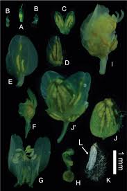 Image result for Polygala sparsiflora