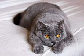 While blue remains their most popular color, their short coats come in a variety of colors and patterns. British Shorthair Or Persian Cat My British Shorthair