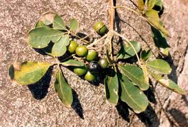 Image result for Vitex payos