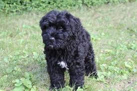 It is a 100.00 no refundable fee no exceptions. Pin On Puppies For Sale