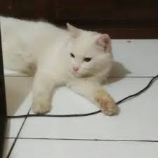 Bagi anda penggemar kucing, atau lebih tepatnya kucing anggora pastinya anda sangat senang dengan postingan ini. Terjual Jual Kucing Anggora Putih Lucu Kaskus