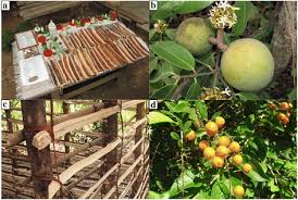 Image result for Landolphia kirkii