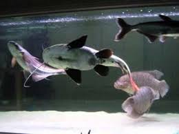 Black And White Spotted Catfish Redtail Catfish Giant Gourami Blueline Sharks Youtube Catfish Tank Shark Fishing Catfish