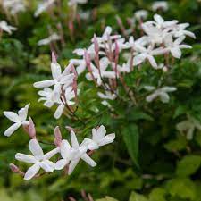 Potted Hardy Jasmine Plant For Sale Jasmine Officinale Fragrant Easy To Grow Bulbs Jasmine Plant Easy To Grow Bulbs Jasmine Flower