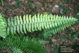 Image result for Nephrolepis