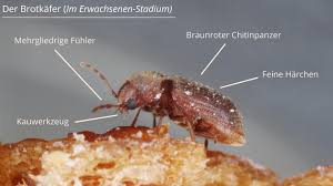 Die erwachsenen tiere können fliegen und verteilen sich in der wohnung. Brotkafer Bekampfen 5 Tolle Experten Tipps Vom Kammerjager