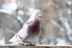 Short face budapest pigeons & 2 baby. Types Of Pigeon Breeds Pigeonpedia