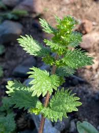 Image result for Urtica urens