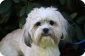 We are a small family breeding operation located in the usa. West Milford Nj Shih Tzu Meet Benji A Pet For Adoption