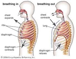 Stomach ribs lungs picture : Human Respiratory System The Mechanics Of Breathing Britannica