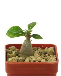 Image result for Raphionacme lanceolata