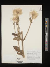 Image result for Clematis villosa