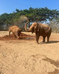My favorite animal since I was born & me! ❤️🐘 —> I am so grateful that the  UC College of Nursing was able to support an amazing organization like  Elephant Nature Park