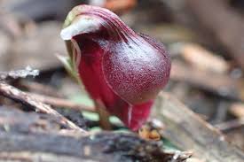 Image result for Stylochaeton puberulus