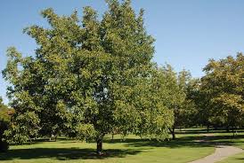 Image result for Juglans