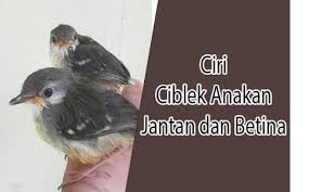 Membedakan ciblek jantan dan betina dewasa sebagian penghobi sering sekali kesulitan untuk membedakan burung kicau jantan dan betina terutama jika mempunyai bentuk badan yang serupa pembedaan burung jantan dan betina ini sangat penting karena. Facebook