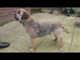 Image result for border teriér