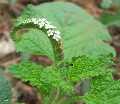 Image result for Heliotropium indicum