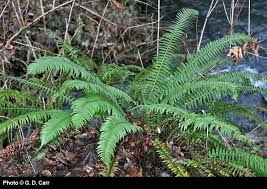 Image result for Polystichum sinense