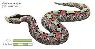 Stock Illustration Rhinoceros Viper Bitis Nasicornis Viper Snake Viper Rhinoceros