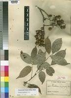 Image result for Dialium holtzii
