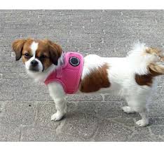 The store will not work correctly in the case when cookies are disabled. Puppia Dog Harness Soft Vest Pink Petsonline