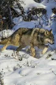 Pin By Osman Aetinarslan On Kurt Wolf Dog Wolf Photos Animals Wild