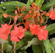Image result for Habenaria zambesina
