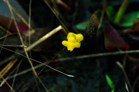 Image result for Utricularia subulata