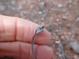 Image result for Dipcadi