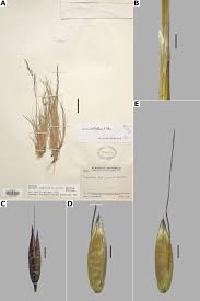 Image result for Agrostis quinqueseta